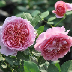 Robe à la française Rose Plant