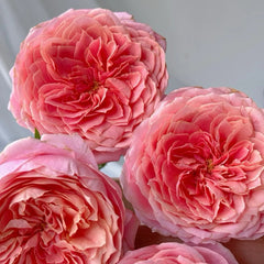 Romantic Antike Rose Plant – Timeless Beauty for Your Garden