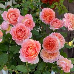 Romantic Antike Rose Plant – Timeless Beauty for Your Garden