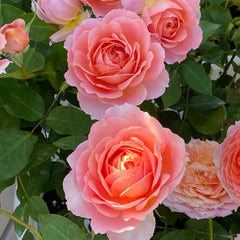 Romantic Antike Rose Plant – Timeless Beauty for Your Garden