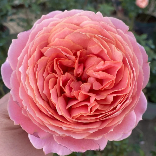 One Rimantic Rose Romantic Antike Rose Plant – Timeless Beauty for Your Garden – Rose ...