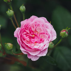 Romantic Siluetta Rose Plant