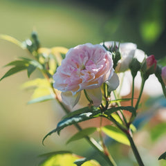 Romantic Siluetta Rose Plant