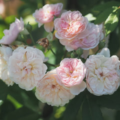 Romantic Siluetta Rose Plant