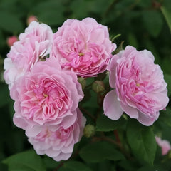 Romantic Siluetta Rose Plant