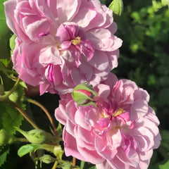 Romantic Siluetta Rose Plant