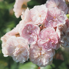 Romantic Siluetta Rose Plant