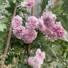 Romantic Siluetta Rose Plant