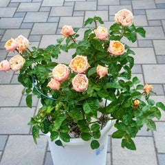 Romantic Vuvuzela Rose Plant|浪漫珊瑚心