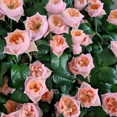 Romantic Vuvuzela Rose Plant|浪漫珊瑚心