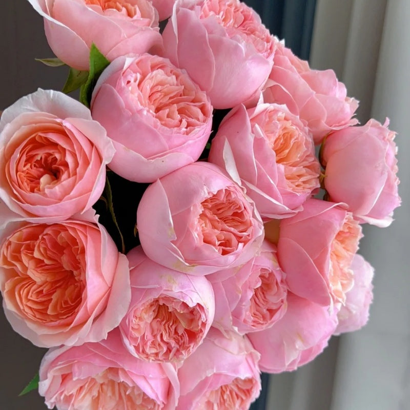 Romeo Rose Plant β Deep Red Blooms with Strong Fragrance for Cut ...