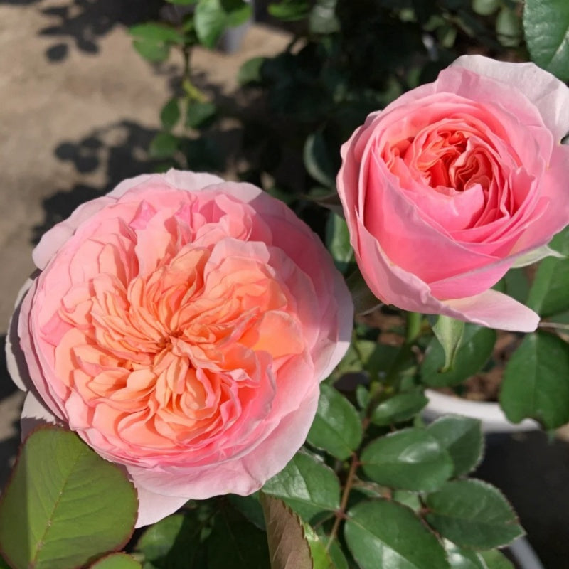 Romeo Rose Plant β Deep Red Blooms with Strong Fragrance for Cut ...