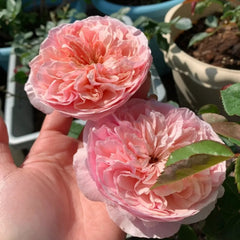 Romeo Rose - Elegant Blooms to Add Romance to Your Garden