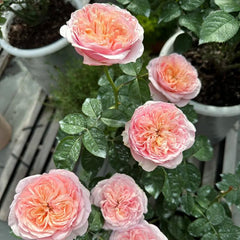 Romeo Rose - Elegant Blooms to Add Romance to Your Garden