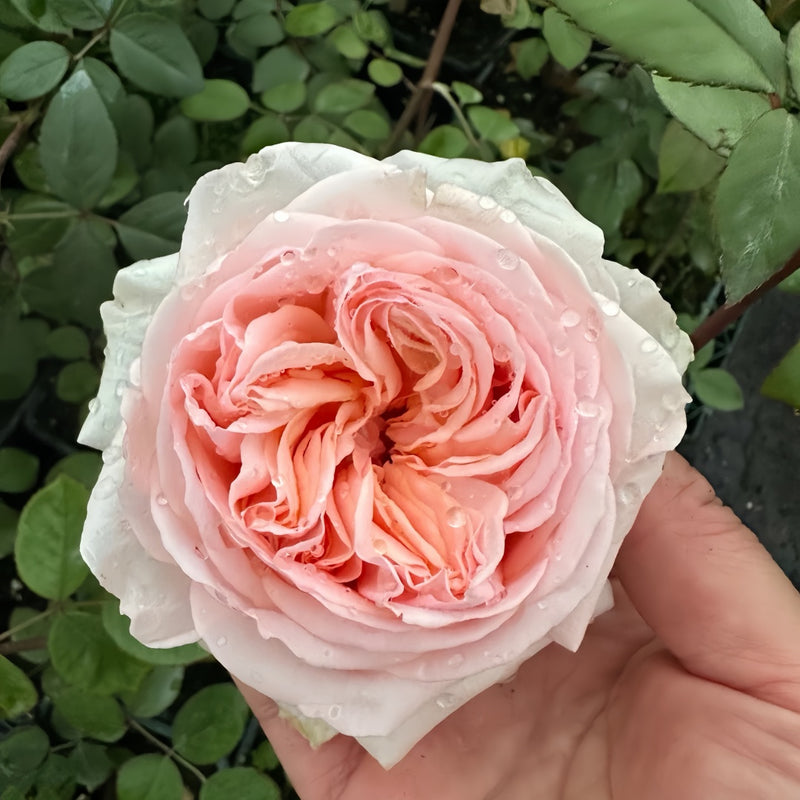 Rosa Lady Chapel Rose Plant|圣母教堂