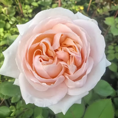 Rosa Lady Chapel Rose Plant|圣母教堂