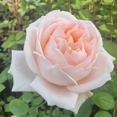 Rosa Lady Chapel Rose Plant|圣母教堂