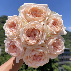 Rosa Lady Chapel Rose Plant|圣母教堂