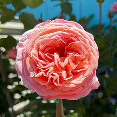 Rosa Loves Me Rose 06