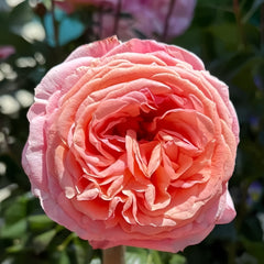 Rosa Loves Me Rose 06