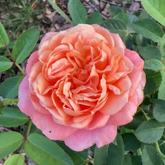 Rosa Loves Me Rose 06