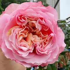 Rosa Loves Me Rose 06