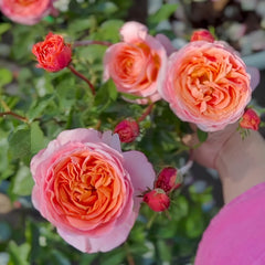 Rosa Loves Me Rose 06