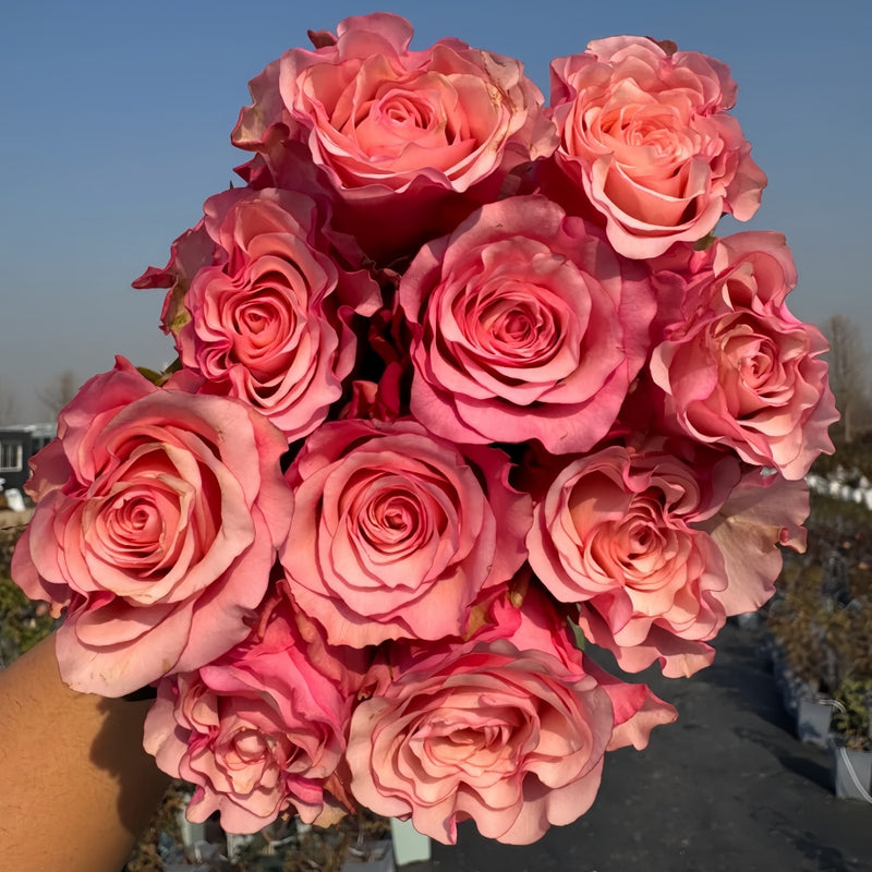 Rosa Ramonda Rose Plant