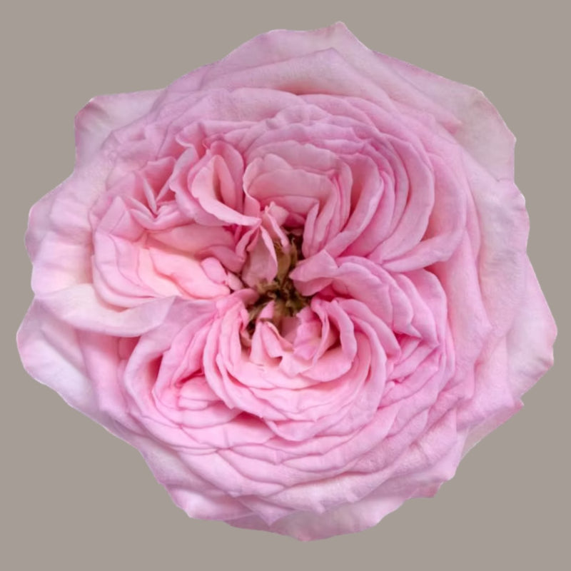 Rosa's Amazing Tea Rose