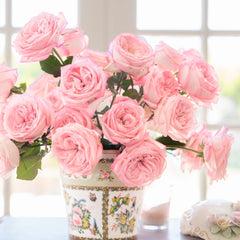 Rosa's Amazing Tea Rose