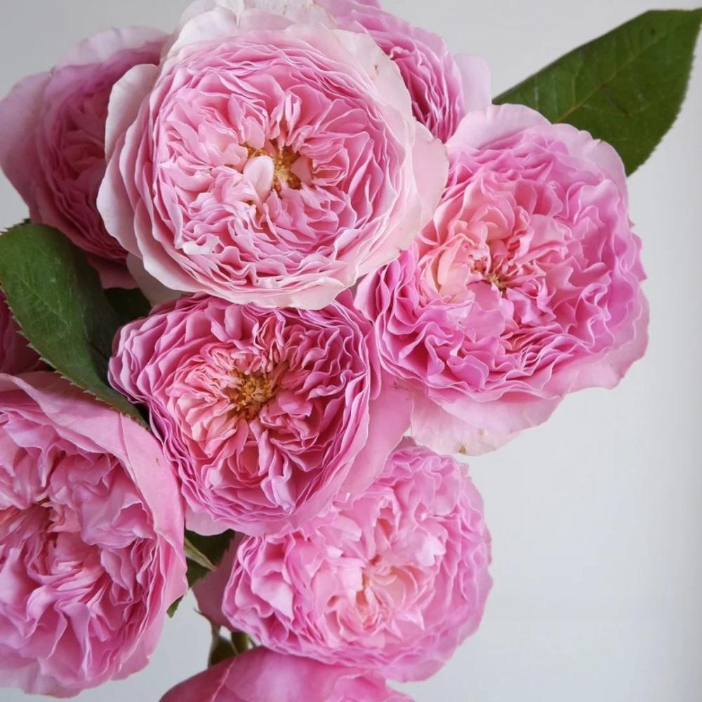 Pink Austin Roses Rosalind Rose – Timeless Pink Austin Elegance – Rose_Explosion