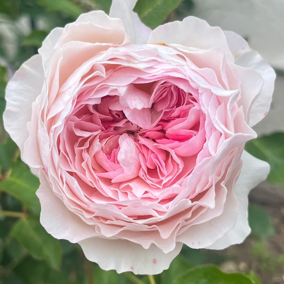 Pink Austin Roses Rosalind Rose – Timeless Pink Austin Elegance – Rose_Explosion