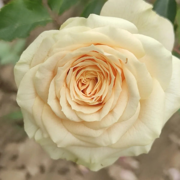 Rosanella Rose Plant|罗莎内拉