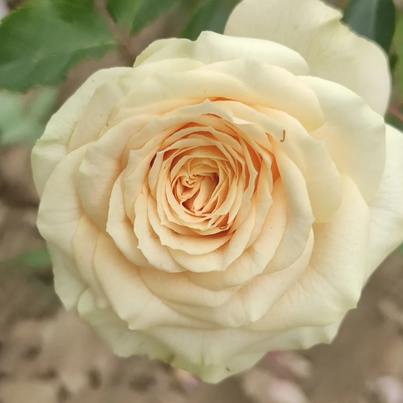 Rosanella Rose Plant|罗莎内拉