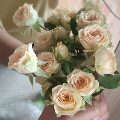 Rosanella Rose Plant|罗莎内拉