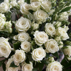Rosanella Rose Plant|罗莎内拉