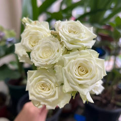 Rosanella Rose Plant|罗莎内拉