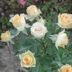 Rosanella Rose Plant|罗莎内拉