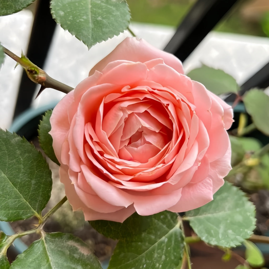 Ang Ang Roses Rose Angers Rose Plant|娇媚昂热城堡 – Rose_Explosion