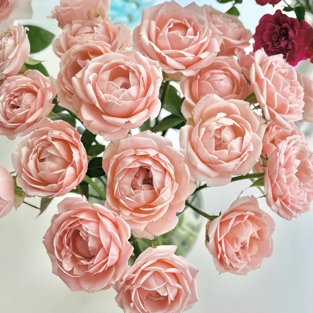Ang Ang Roses Rose Angers Rose Plant|娇媚昂热城堡 – Rose_Explosion
