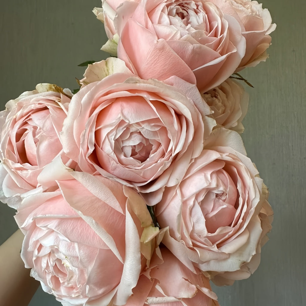 Ang Ang Roses Rose Angers Rose Plant|娇媚昂热城堡 – Rose_Explosion
