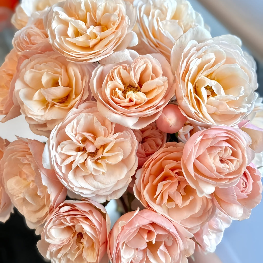 Ang Ang Roses Rose Angers Rose Plant|娇媚昂热城堡 – Rose_Explosion