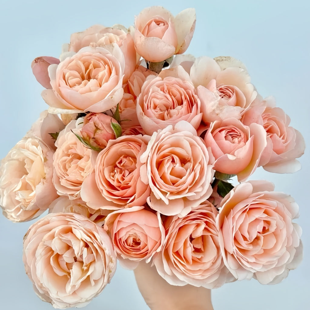 Ang Ang Roses Rose Angers Rose Plant|娇媚昂热城堡 – Rose_Explosion