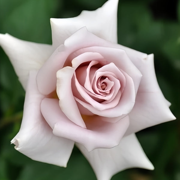 Rose Dragee Rose