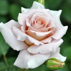 Rose Dragee Rose