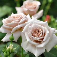 Rose Dragee Rose