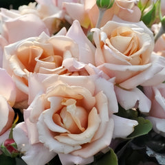 Rose Dragee Rose
