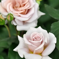 Rose Dragee Rose