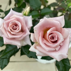 Rose Dragee Rose