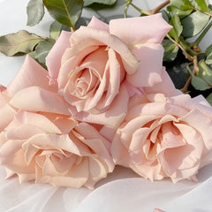 Rose Dragee Rose